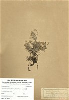 藏品(尼泊爾籟簫)的圖片